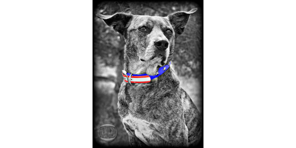 Dog in Patriotic BioThane Collar