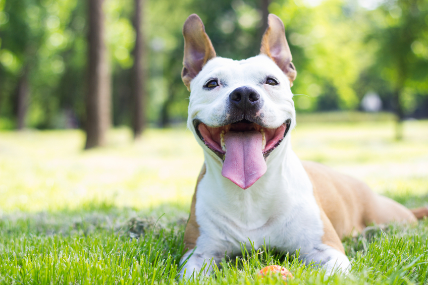 Dog keeps chewing through collar sale