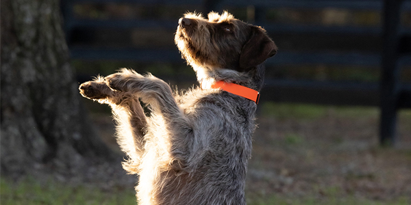 LupinePet splash collar on dog