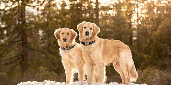 Dog Town Collars Two Dogs with Collars